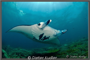 Manta at Mill Channel, Yap Island, Micronesia by Dieter Kudler 